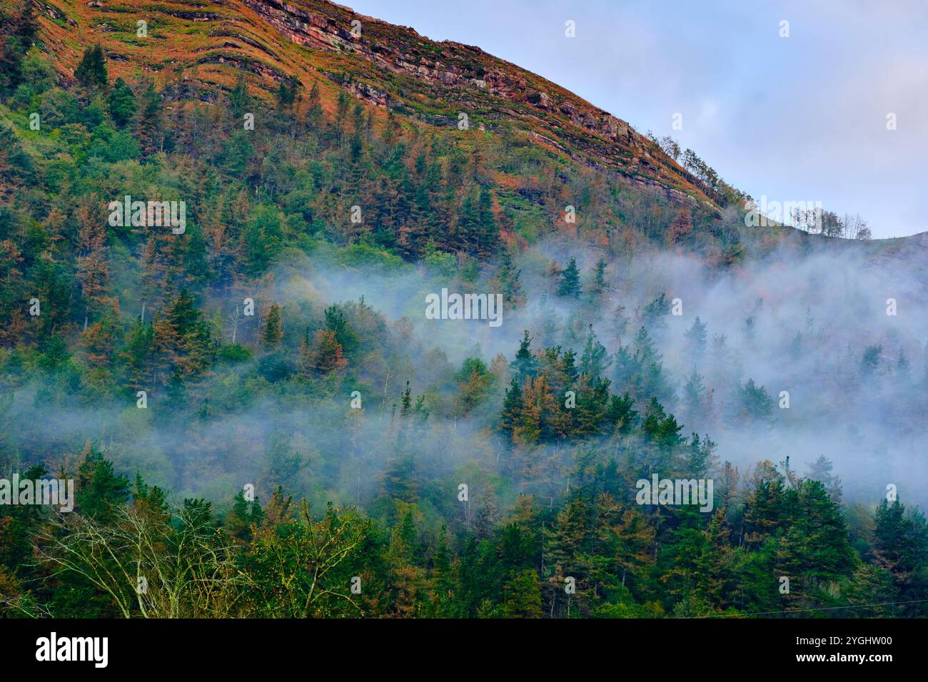 Un paysage serein dans la vallée de Cabuerniga, Cantabrie, mettant en valeur une forêt dense partiellement couverte de brume matinale. Banque D'Images
