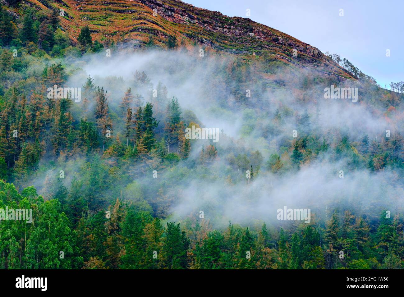 Un paysage serein dans la vallée de Cabuerniga, Cantabrie, mettant en valeur une forêt dense partiellement couverte de brume matinale. Banque D'Images