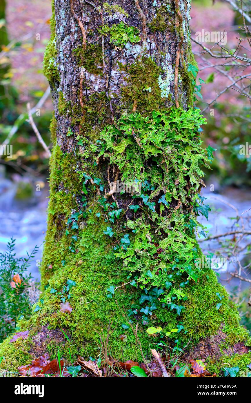 Une vue détaillée du lichen vibrant Lobaria pulmonaria recouvrant un tronc d'arbre mousseline dans la forêt luxuriante. Banque D'Images