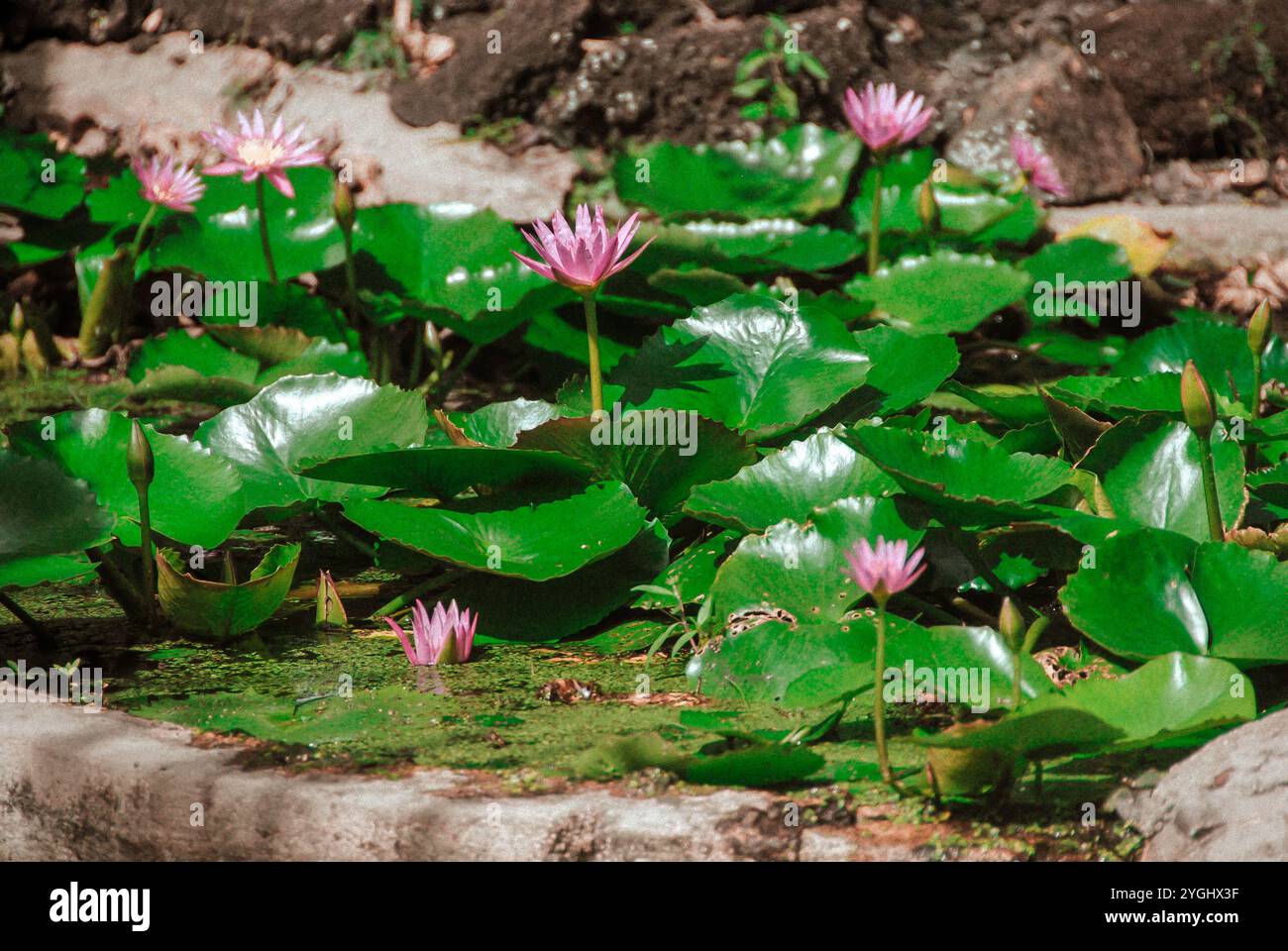 fleurs de lotus rose ou de nénuphars Banque D'Images