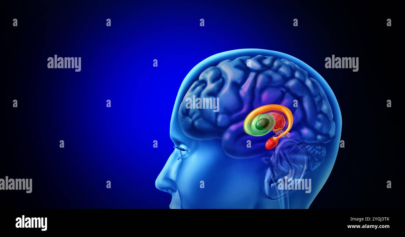 Ganglions basaux humains comme noyaux sous-corticaux à l'intérieur du cerveau humain contrôlant les fonctions motrices comme les émotions cognitives, et l'apprentissage et volontaire Banque D'Images