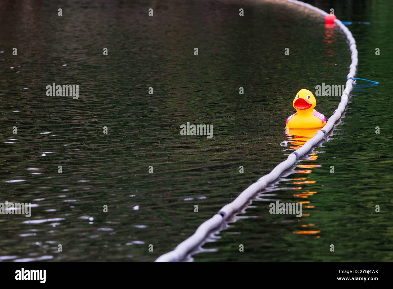 La Great Warrington and Latchford Duck Race Banque D'Images