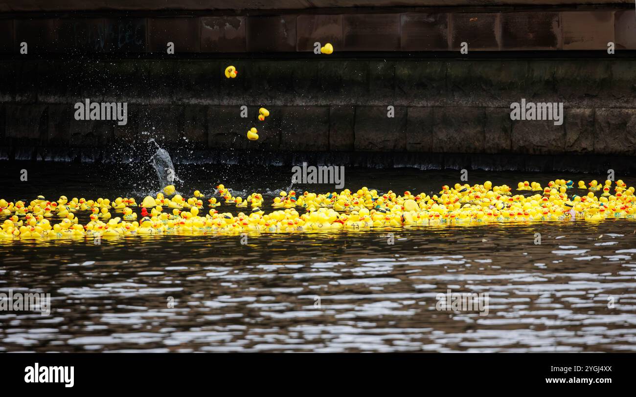 La Great Warrington and Latchford Duck Race Banque D'Images