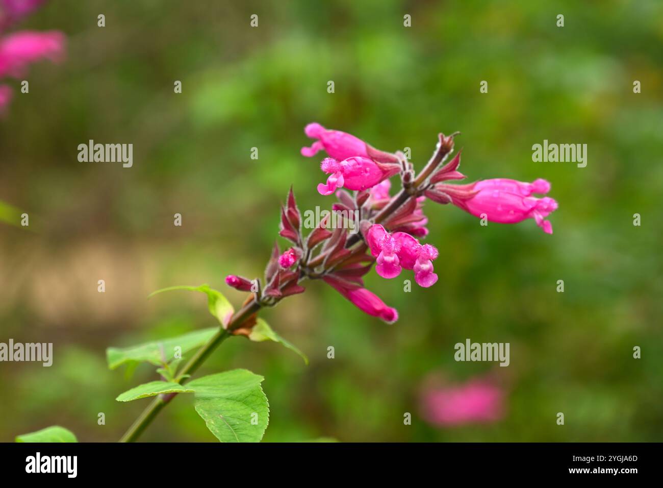 Fleurs d'automne rose vif de Salvia involucrata ou sauge à feuilles roses dans le jardin britannique octobre Banque D'Images