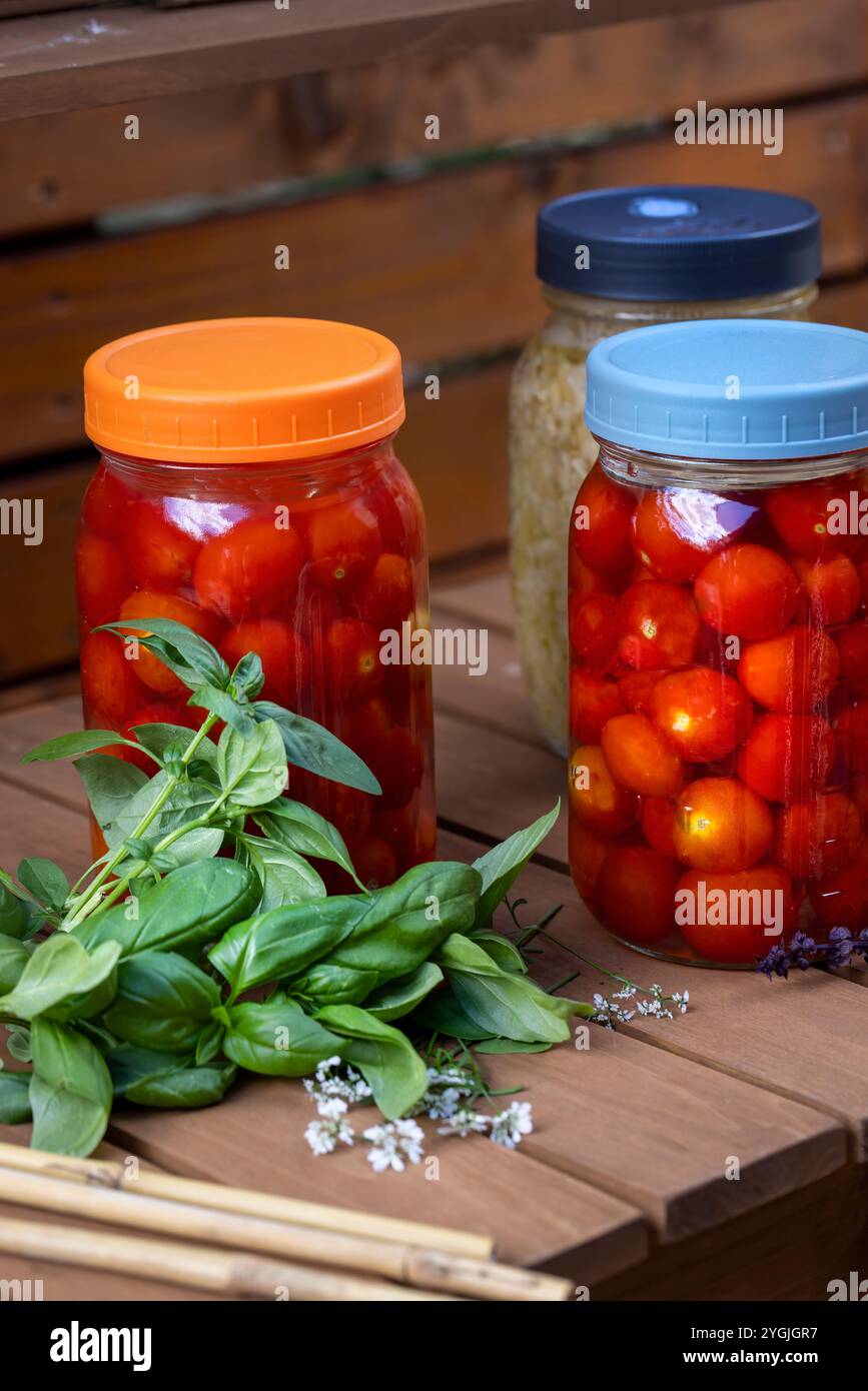 Comptoir en bois de chariot de jardin et bocaux maçon avec tomates cerises en fermentation et chou, entouré de basilic frais et de feuilles de basilic thaï et chapeau de paille Banque D'Images