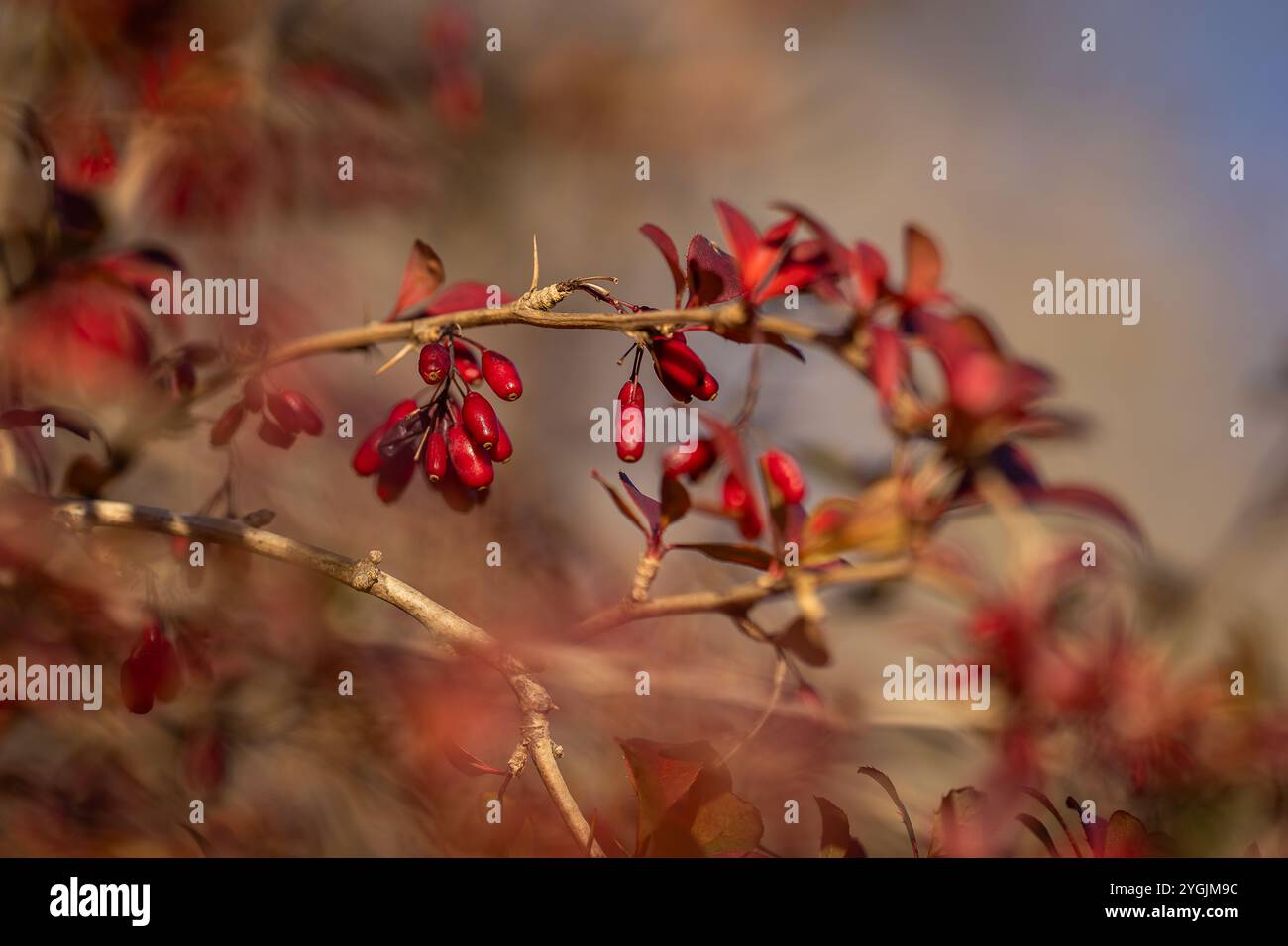 Berberis vulgaris, également connu sous le nom d'épine commune. Branche d'épine-vinette avec des baies en automne. Conception du couvercle. Fond d'écran. Banque D'Images Berberis vulgaris, également connu sous le nom d'épine commune. Branche d'épine-vinette avec des baies en automne. Conception du couvercle. Fond d'écran. Banque D'Images