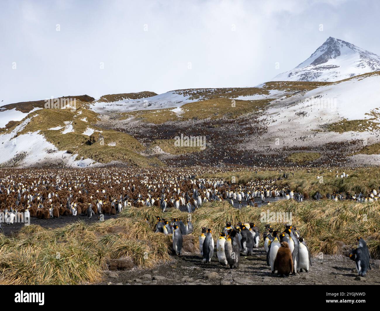 Reproduction des manchots royaux à Salisbury Plain, île de Géorgie du Sud Banque D'Images