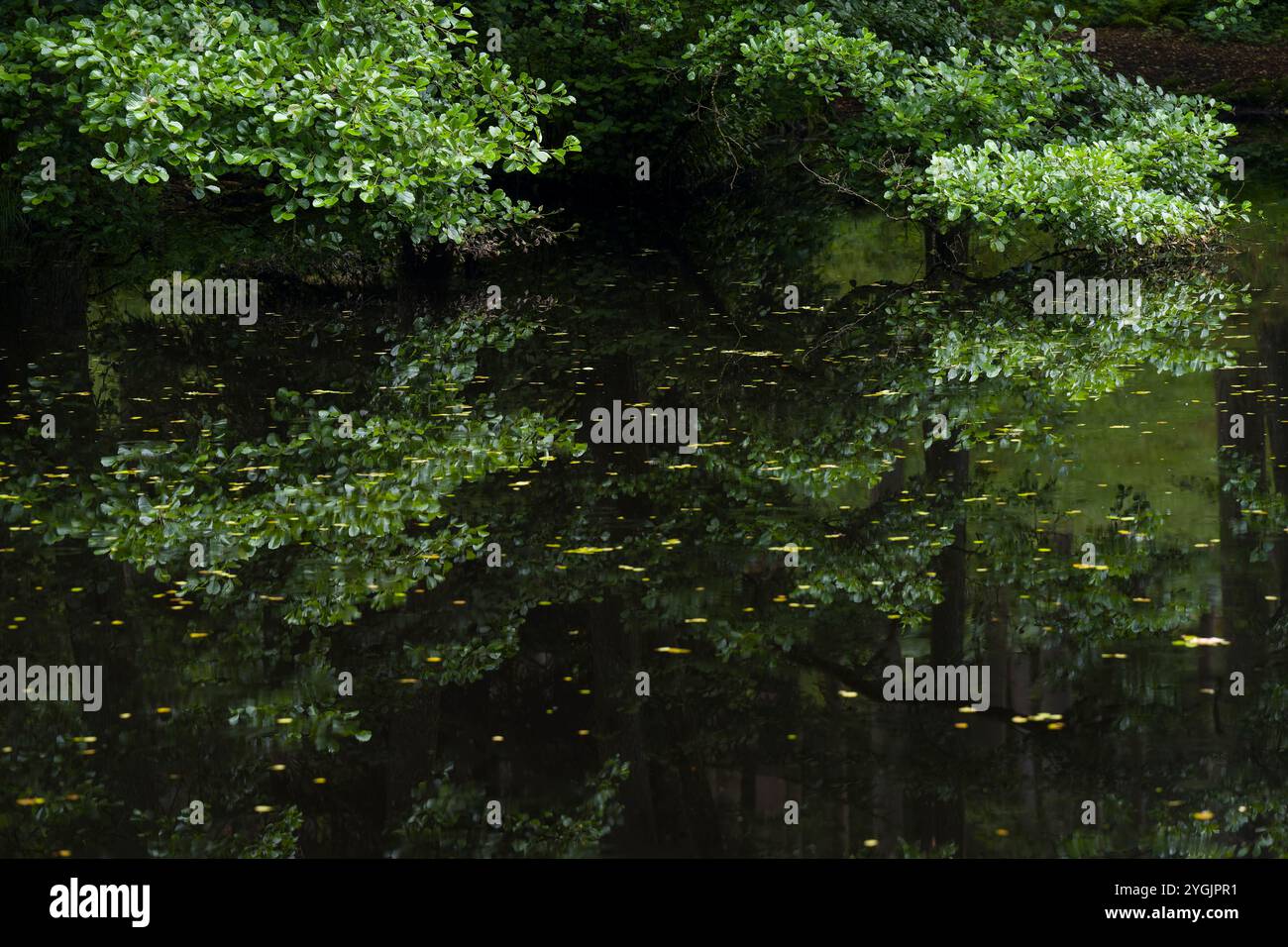 Les branches en surplomb des aulnes dépassent de la surface d'un étang, Stüdenbachtal près d'Eppenbrunn, parc naturel de Pfälzerwald, Pfälzerwald-Nordvo Banque D'Images