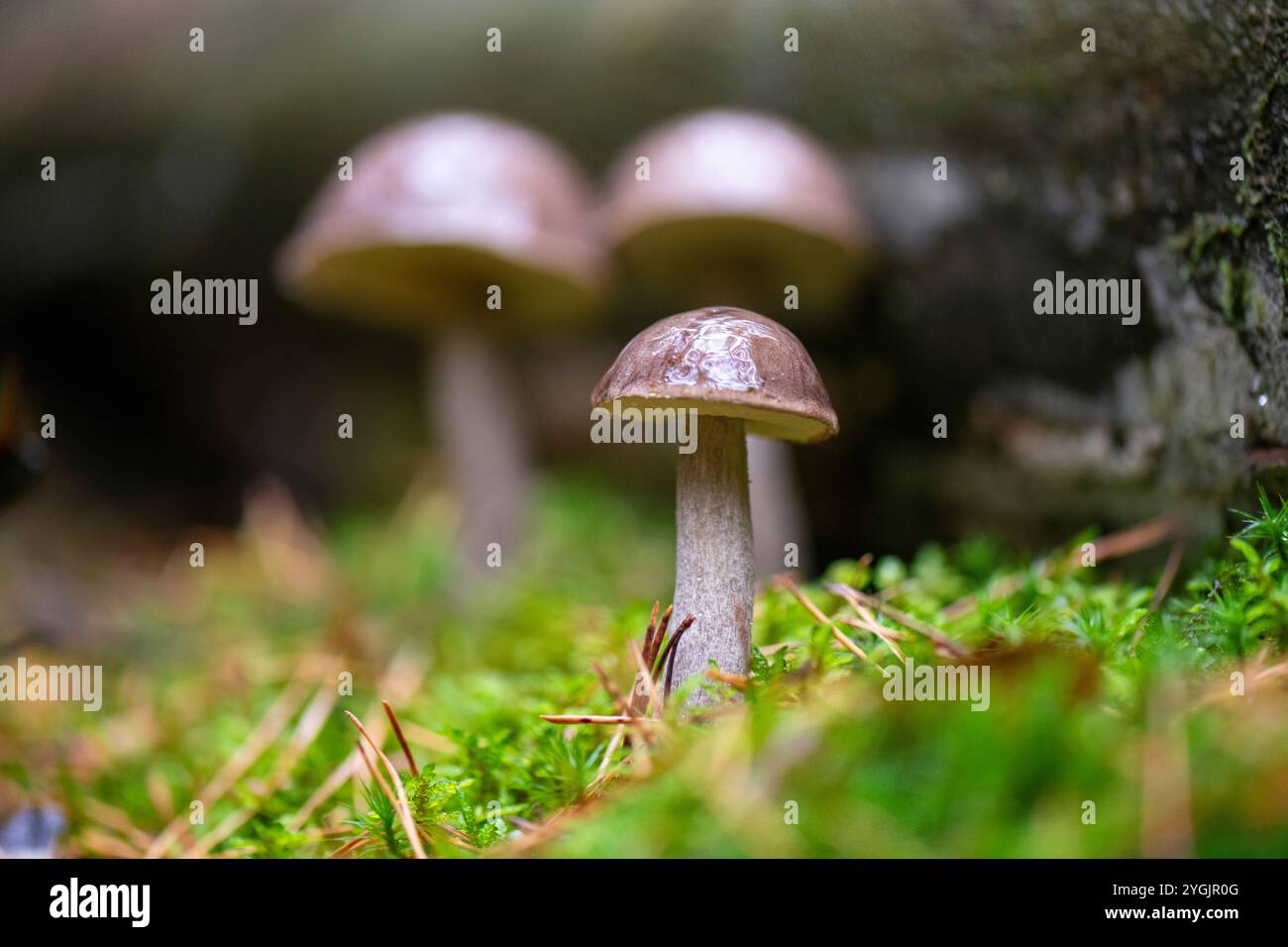 hêtre bleu ou champignon bolete noisette Banque D'Images