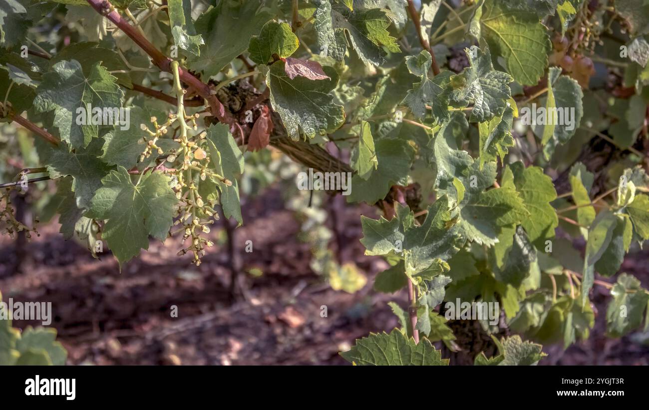 Cadre de tige vide après les vendanges mécaniques à Vinassan. Banque D'Images