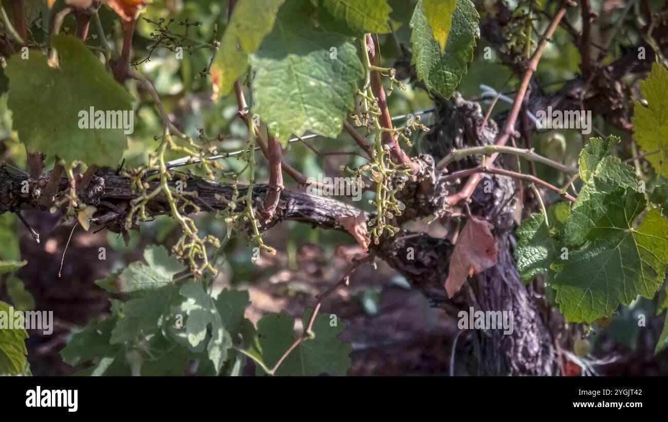 Cadre de tige vide après les vendanges mécaniques à Vinassan. Banque D'Images