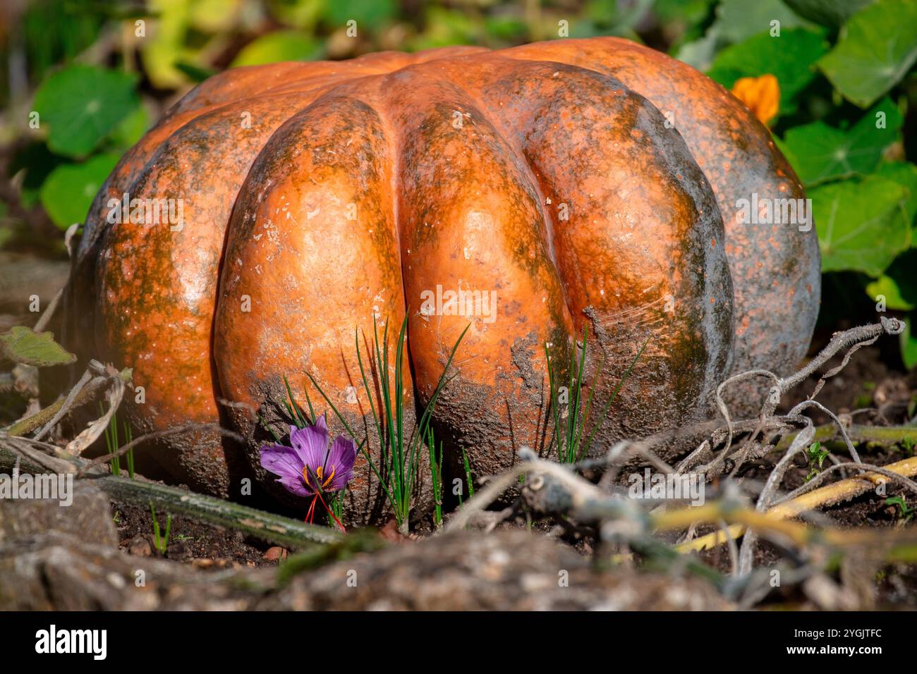 Courge d'hiver, citrouille calabaza (Cucurbita moschata) avec une fleur de crocus safran (Crocus sativus), safran Banque D'Images