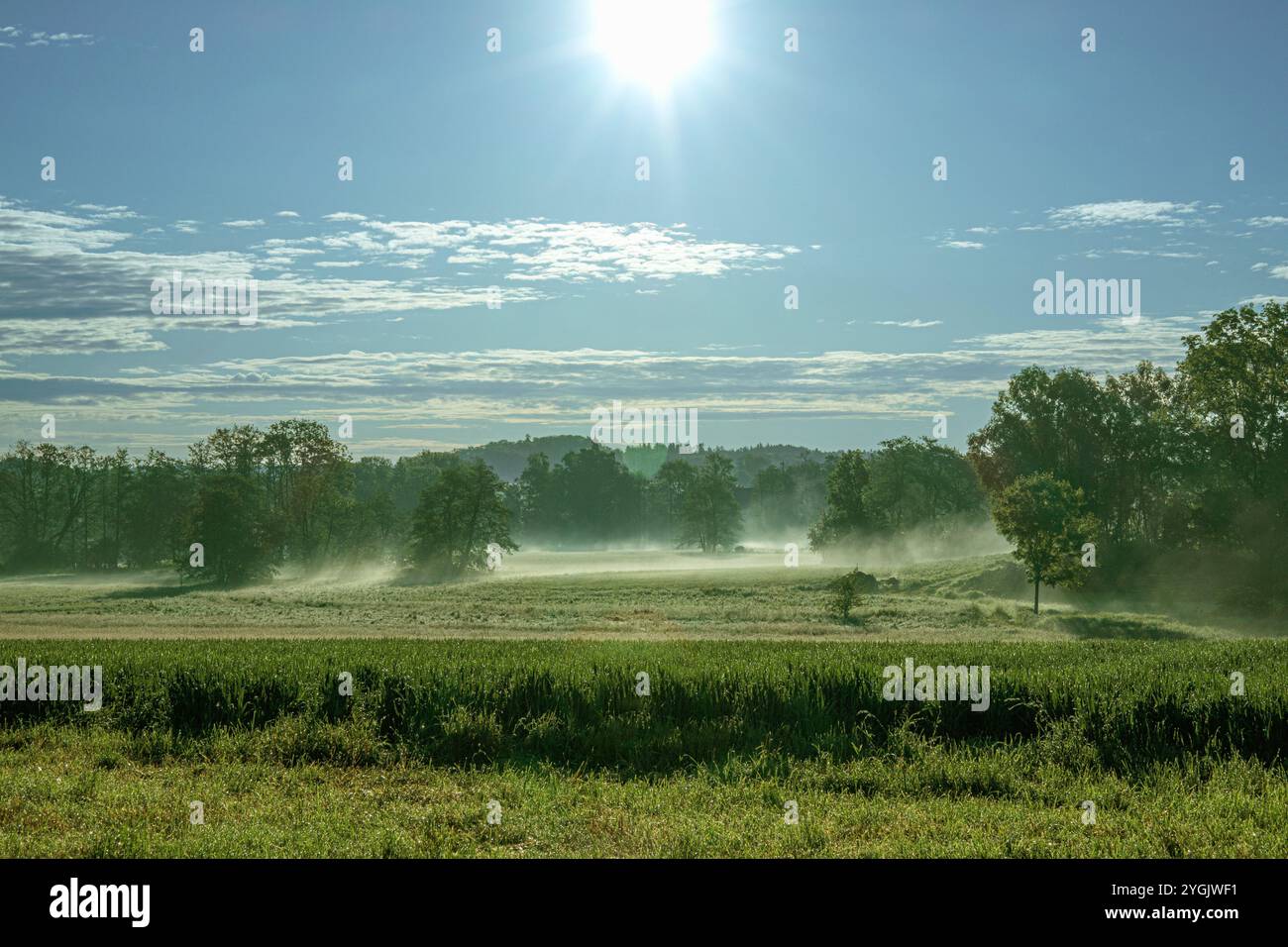 Brouillard de sol après le lever du soleil sur la prairie rosée, Allemagne, Bavière, Erdinger Moos Banque D'Images