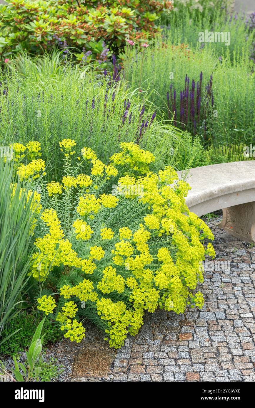 Spurge, Spurgeur de Seguier (Euphorbia seguieriana subsp. Niciciana, Euphorbia niciciana), fleurissant dans un jardin Banque D'Images