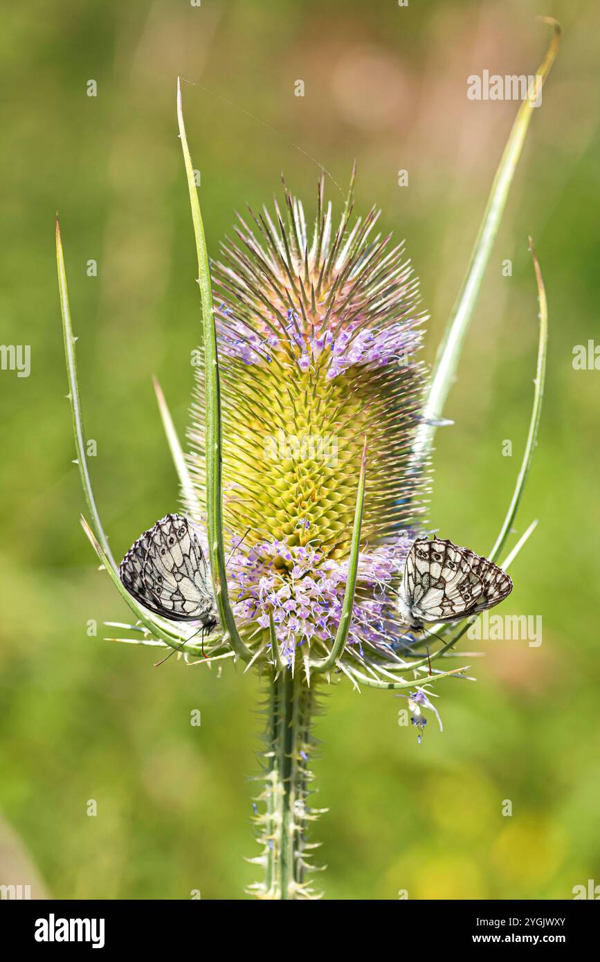 Teasel sauvage, teasel de Fuller, teasel commun, teazle commun (Dipsacus fullonum, Dipsacus sylvestris), inflorescence avec blancs marbrés, Melanargia gal Banque D'Images