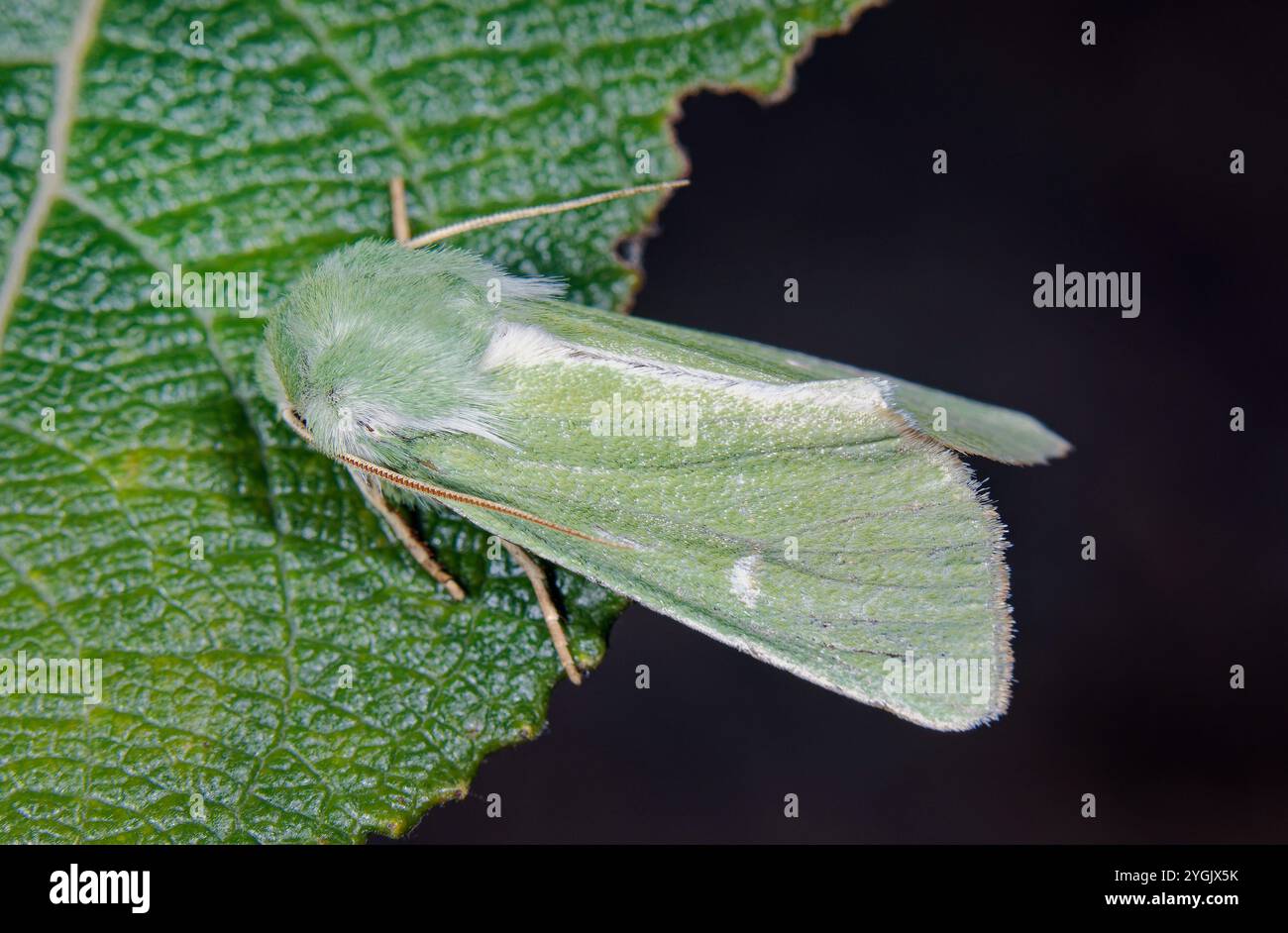 Burren Green (Calamia Tridens), assis sur une feuille, Allemagne Banque D'Images