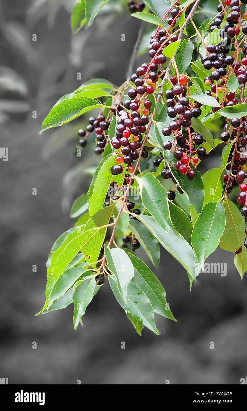 Cerise d'oiseau d'Amérique, cerise noire, cerise noire sauvage, cerise rhum, cerise noire de montagne (Prunus serotina, Padus serotina), branches fruitières, Allemagne Banque D'Images