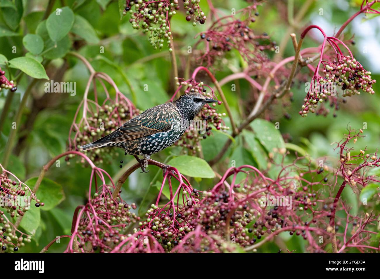 Étourneau commun (Sturnus vulgaris), mange des baies de sureau, Allemagne, Schleswig-Holstein, Helgoland Banque D'Images