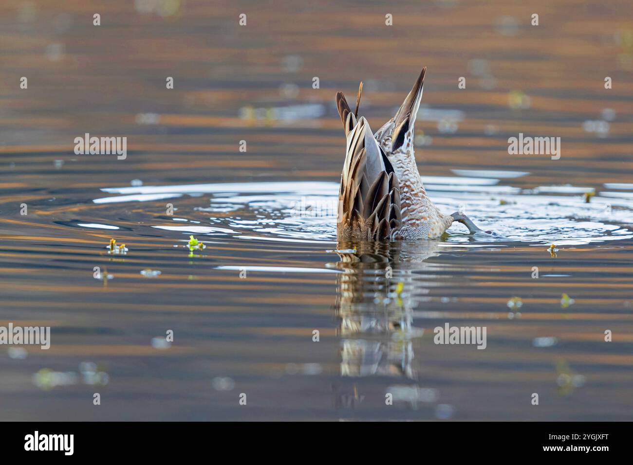 pintail du nord (Anas acuta), mâle en plumage d'hiver, dabbling, Allemagne, Bavière, Kochelsee Banque D'Images