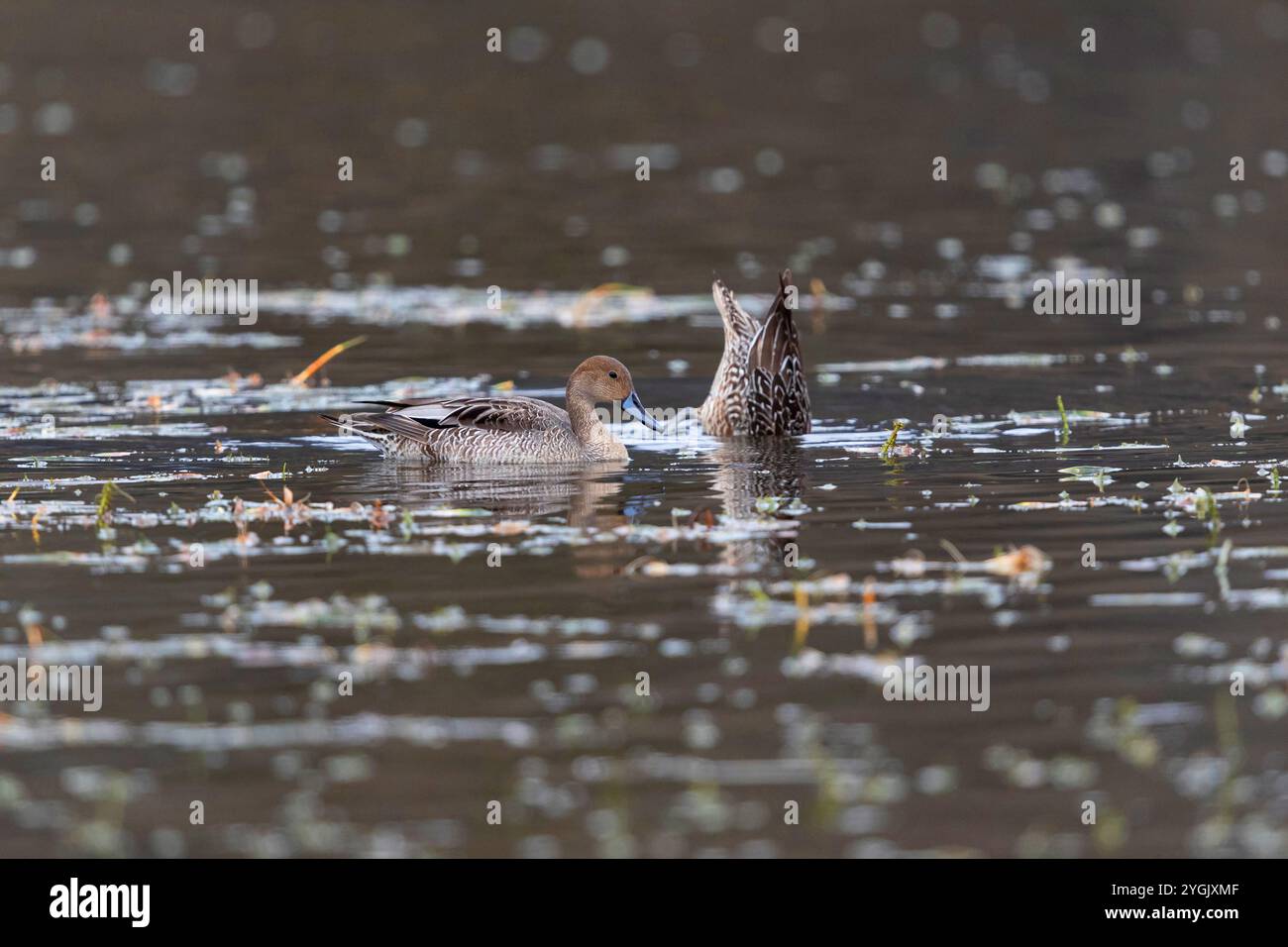 pintail du nord (Anas acuta), deux canards pintail dans leur plumage d'hiver, un dabbling, Allemagne, Bavière, Kochelsee Banque D'Images