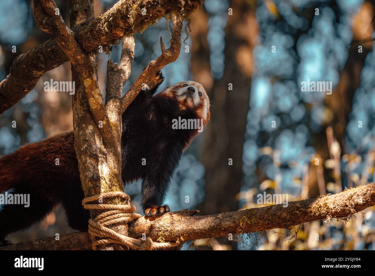 Panda rouge sur un arbre, Darjeeling dans l'Himalaya, Inde du Nord Banque D'Images
