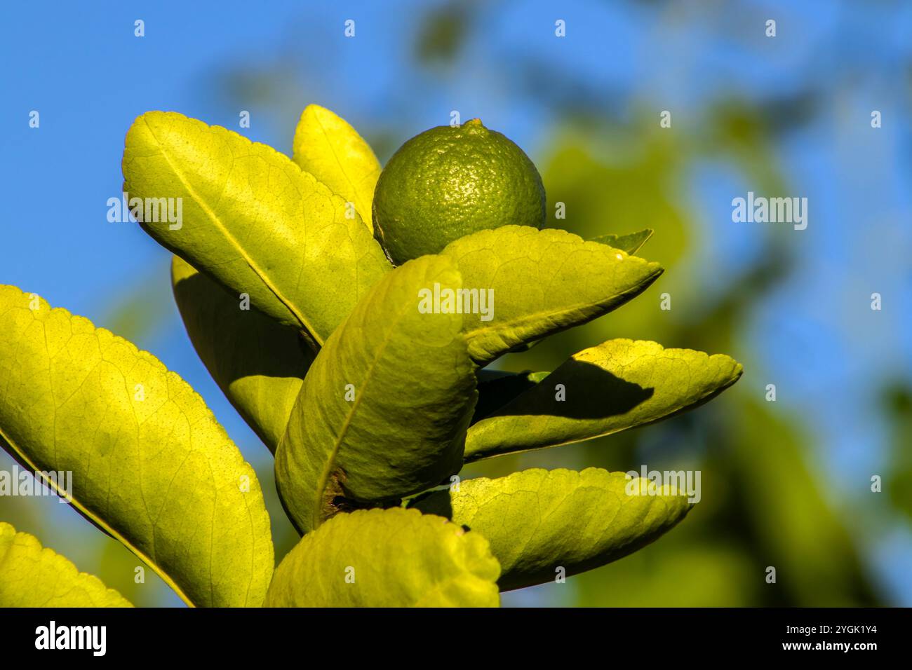 Citrons verts sur un arbre dans une ferme familiale au Brésil. Gros plan d'agrumes verts, fond naturel. Concept nature Banque D'Images