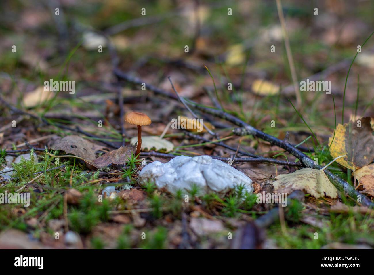 Champignons dans la nature, beau cliché d'une journée ensoleillée dans la forêt. Amal Suède Banque D'Images