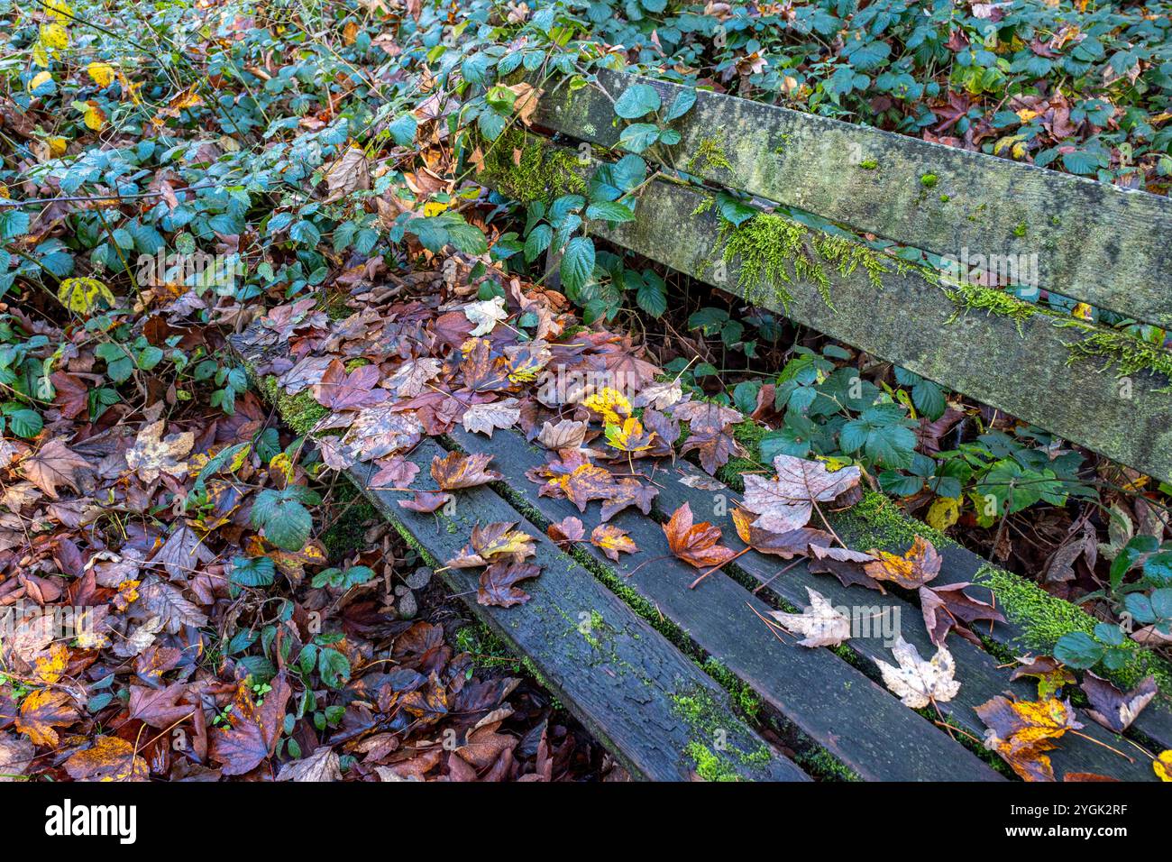 Herbstlich gefärbte Blätter und Moos auf einer alten Parkbank aus Holz an einem Wanderweg im Wald, Herbstwald Bielefeld-Sennestadt Nordrhein-Westfalen Deutschland *** automne feuilles colorées et mousse sur un vieux banc de parc en bois sur un sentier de randonnée dans la forêt, forêt d'automne Bielefeld Sennestadt Rhénanie du Nord-Westphalie Allemagne Banque D'Images