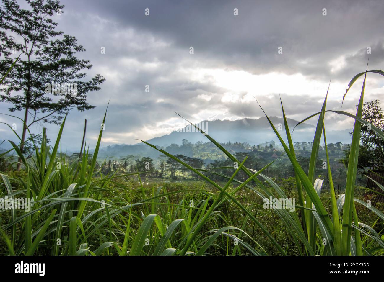 Le côté vert de Bali, rizières en terrasses, jungle et paysage tropical dans un environnement immaculé. Sidemen, Karangasem, Bali, Indonésie Banque D'Images Le côté vert de Bali, rizières en terrasses, jungle et paysage tropical dans un environnement immaculé. Sidemen, Karangasem, Bali, Indonésie Banque D'Images