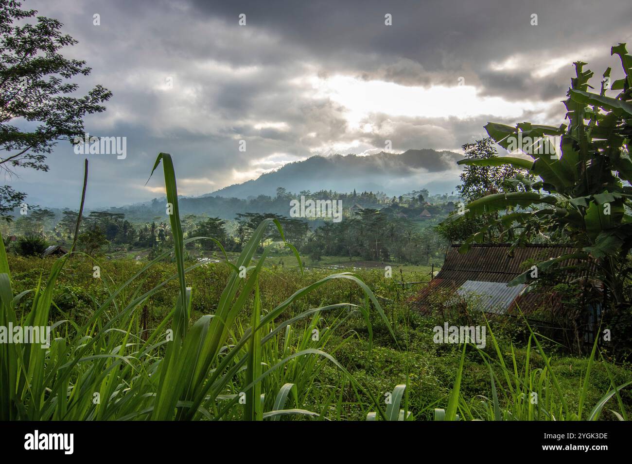 Le côté vert de Bali, rizières en terrasses, jungle et paysage tropical dans un environnement immaculé. Sidemen, Karangasem, Bali, Indonésie Banque D'Images Le côté vert de Bali, rizières en terrasses, jungle et paysage tropical dans un environnement immaculé. Sidemen, Karangasem, Bali, Indonésie Banque D'Images