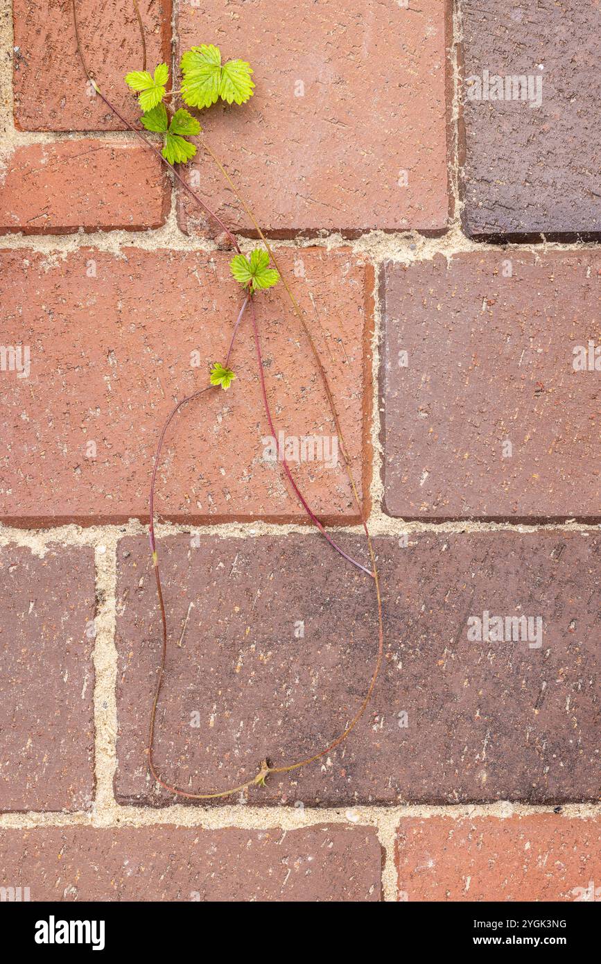 Fraises sauvages poussant à travers des pavés, gros plan, symbole d'adaptabilité et de survie, espace urbain Banque D'Images