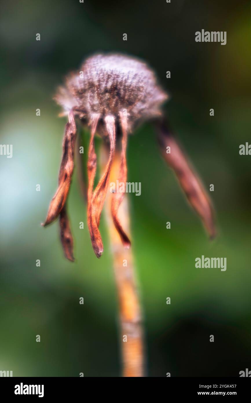 La beauté de l'hiver dans le jardin, plantes fanées Banque D'Images