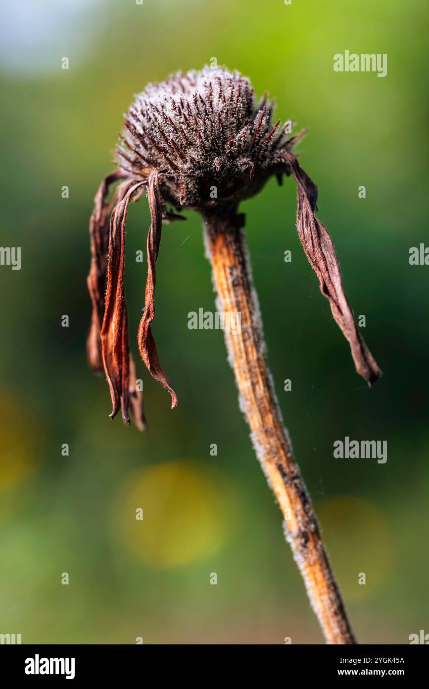 La beauté de l'hiver dans le jardin, plantes fanées Banque D'Images