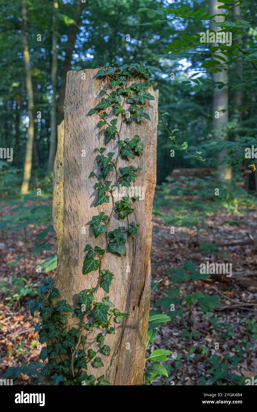 Le lierre commun (Hedera Helix) s'accroche à une souche d'arbre Banque D'Images