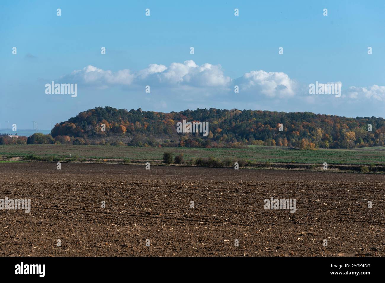 Paysage dans les contreforts des montagnes du Harz, champ récolté, colline boisée avec des feuilles d'automne derrière, Halberstadt, Saxe-Anhalt, Allemagne Banque D'Images