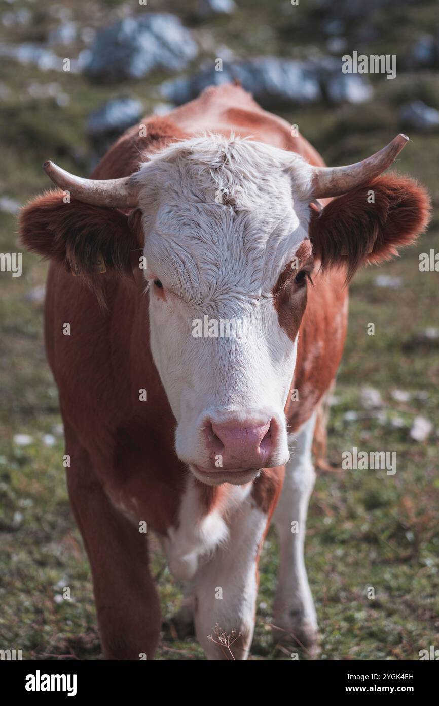 Vache regardant de front dans la caméra. Prairie et rochers peuvent être vus en arrière-plan. Banque D'Images
