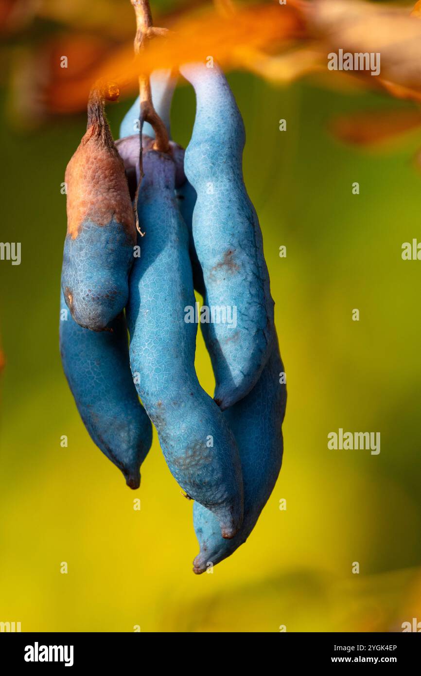Fruits du fruit de la saucisse bleue (Decaisnea fargesii), arbuste de haricots bleus ou doigts d'hommes morts Banque D'Images