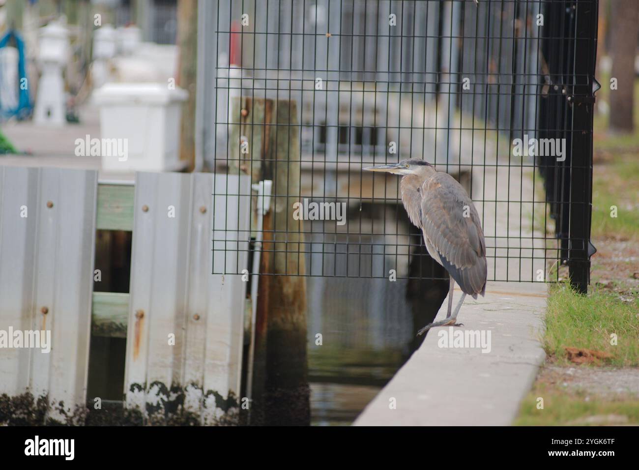 Isolé grand héron gris bleu perché sur deux pattes sur le bord d'une digue en béton métallique. Regardant dans l'eau près de la marina. Vue de profil sur un clou Banque D'Images