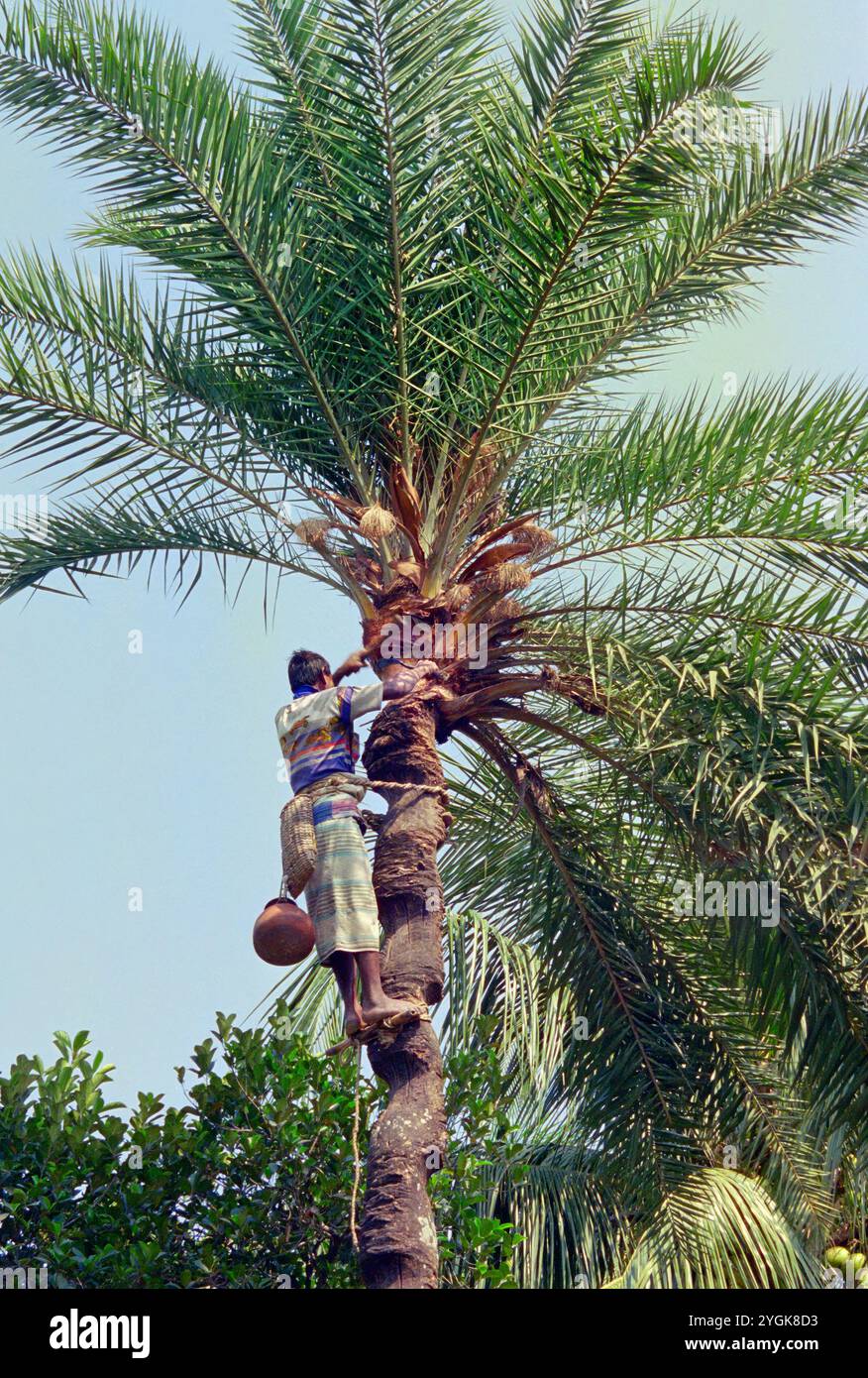 Récolteuse de sève de palme (Pathaneer) faisant une coupe sur le palmier, district de Rajbari, Bangladesh Banque D'Images