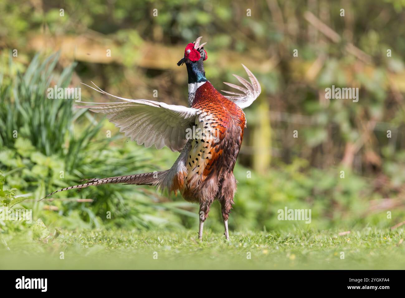 Faisan commun [ Phasianus colchicus ] oiseau mâle exposé Banque D'Images