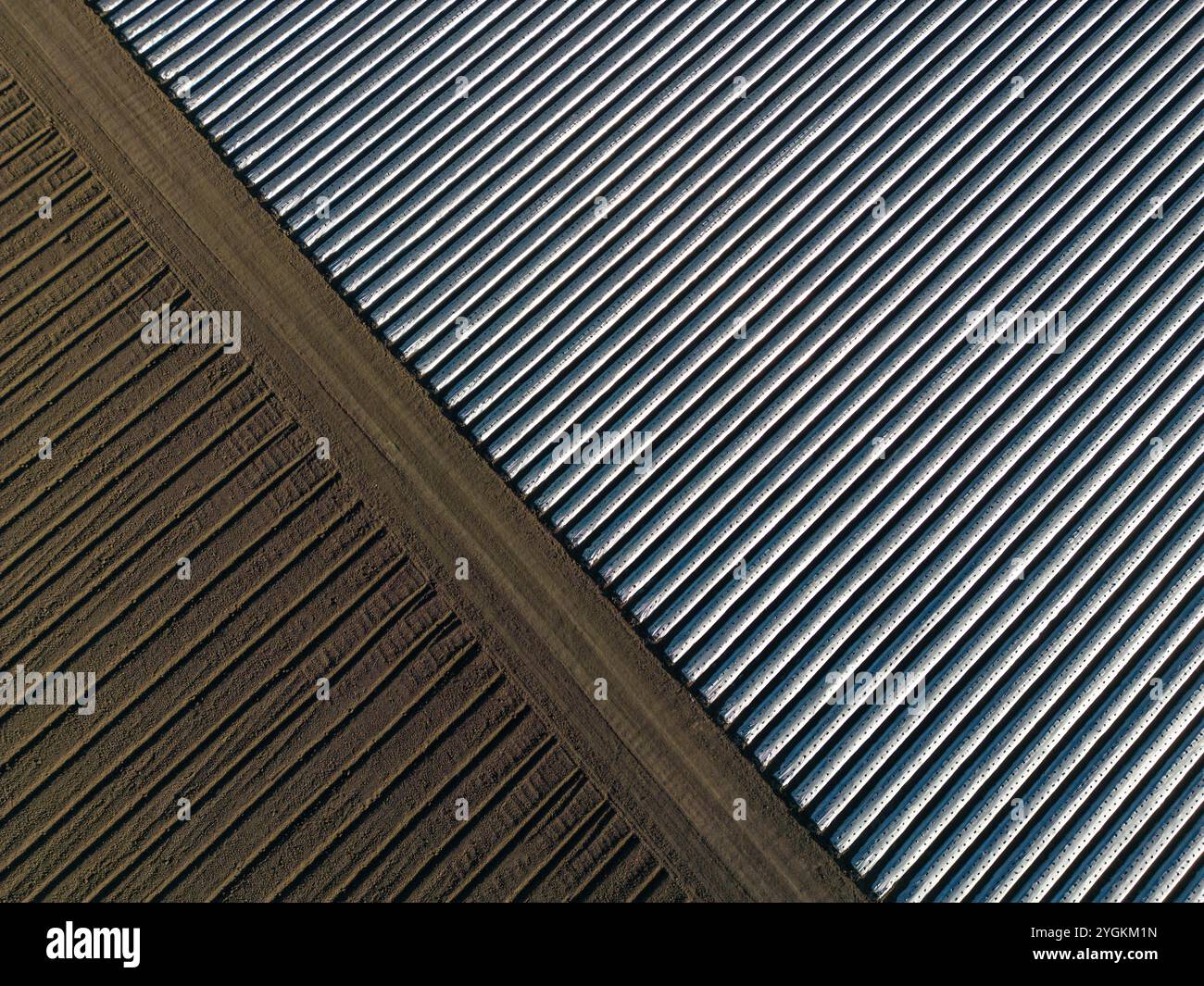 La vue des champs agricoles où les fraises sont cultivées en dehors de Watsonville, Californie, États-Unis. Banque D'Images