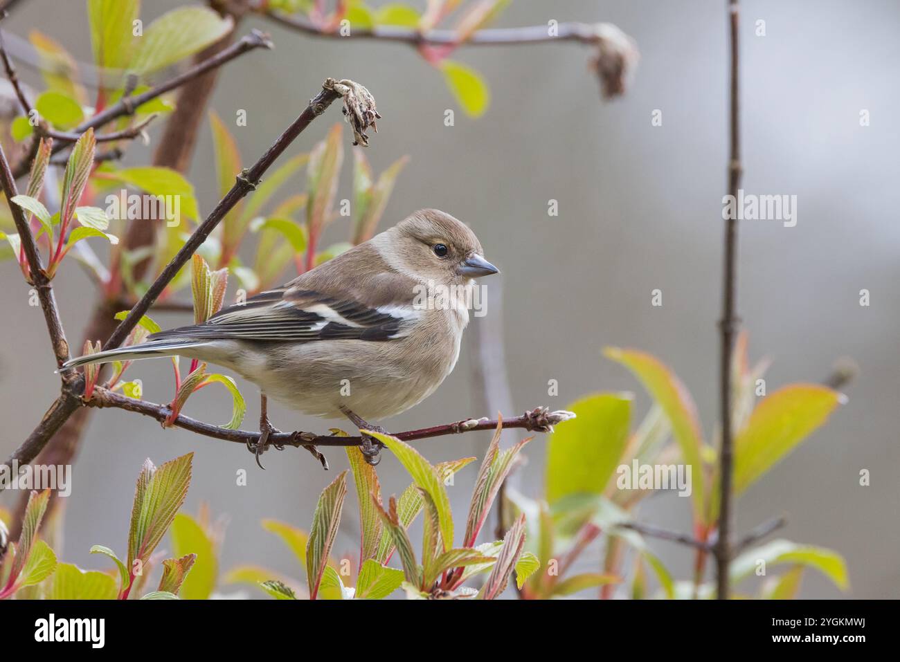Chaffinch eurasien [ Fringilla coelebs ] oiseau femelle sur arbuste feuillu Banque D'Images