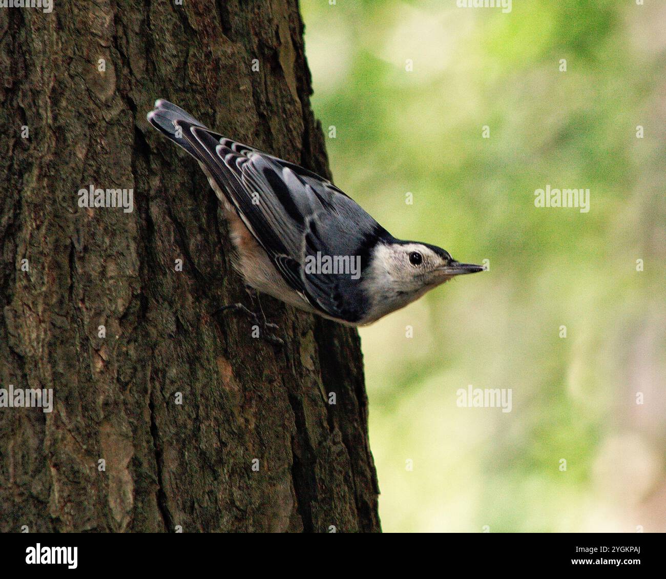 Écoutille blanche à poitrine sur un arbre Banque D'Images