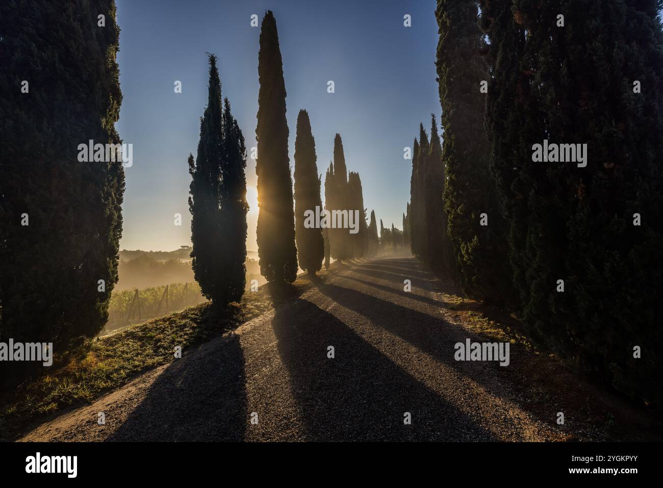 Une vue tôt le matin des rangées de cyprès en Toscane rurale, Italie. Banque D'Images