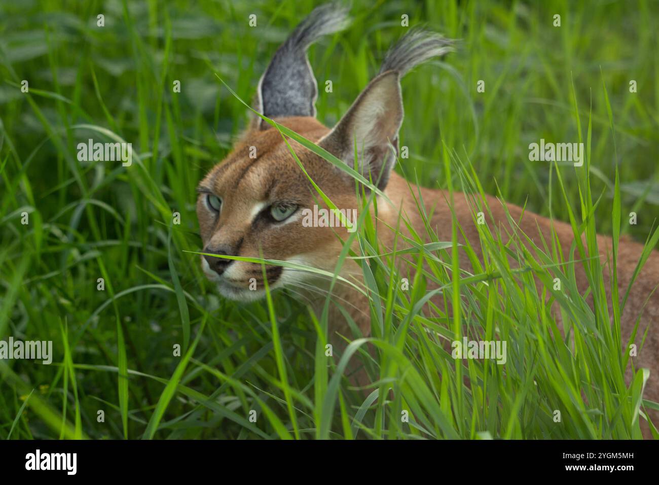 Caracal (Caracal Caracal) Africa Lynx. Animal sauvage. Banque D'Images