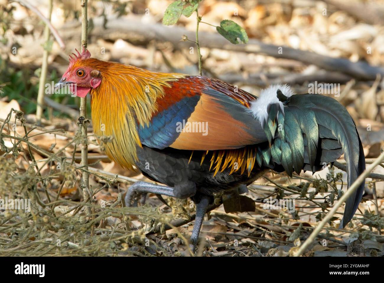 Junglefowl rouge (Gallus gallus), mâle, très proche du parc national Jim Corbett, Uttarakhand, Inde. Banque D'Images