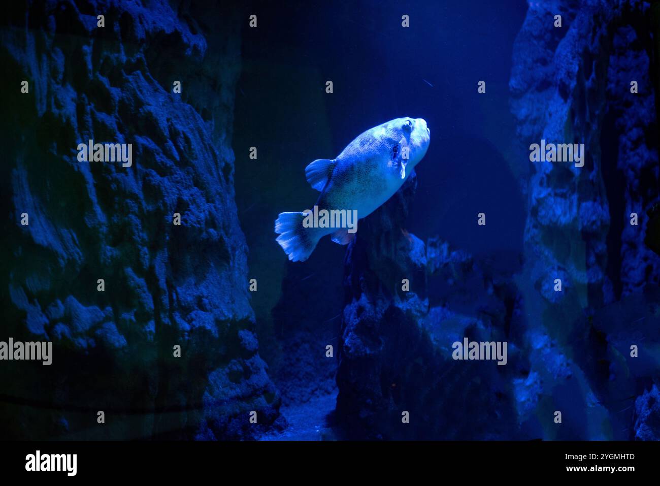 Le souffleur à taches bleues, connu pour ses taches bleues éclatantes et sa forme ronde unique, glisse dans les eaux du zoo de Wrocław, captivant les visiteurs Banque D'Images