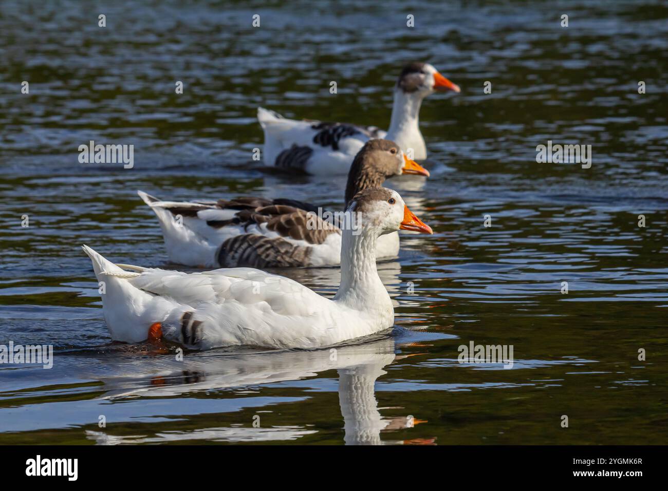 Une oie domestique est une oie que les humains ont domestiquée et gardée pour leur viande, leurs œufs ou leurs plumes de duvet. Les oies domestiques ont été dérivées par se Banque D'Images