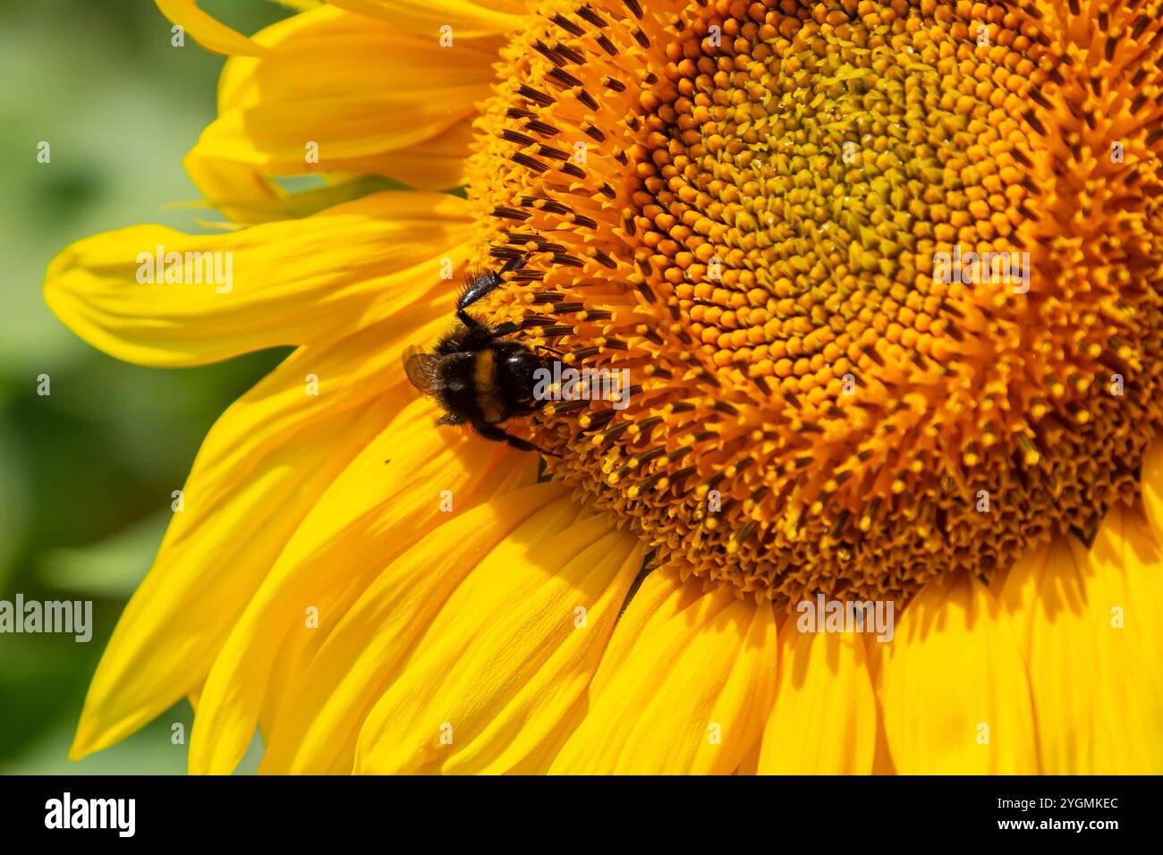 Bourdon assis sur une fleur de chardon, gros plan. Vue de face. Espèce Bombus. Banque D'Images