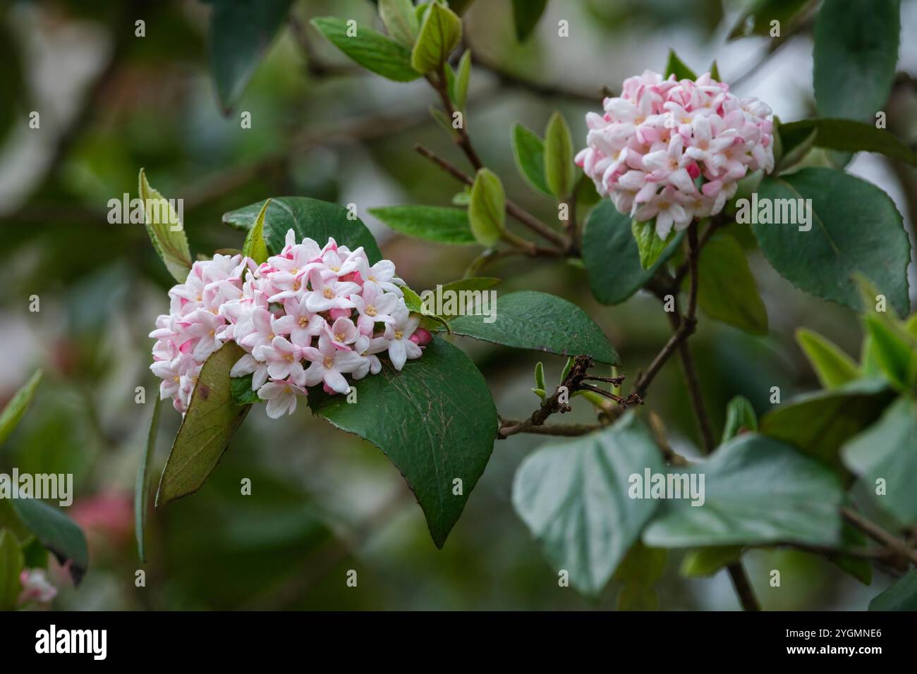 Viburnum × burkwoodii Mohawk, Mohawk Arrowwood, fleurs blanches de forme tubulaire, rouge à l'extérieur au printemps Banque D'Images